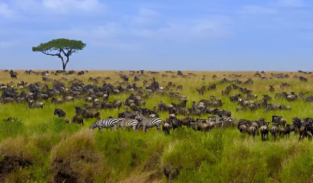 Wildebeest Migration in November