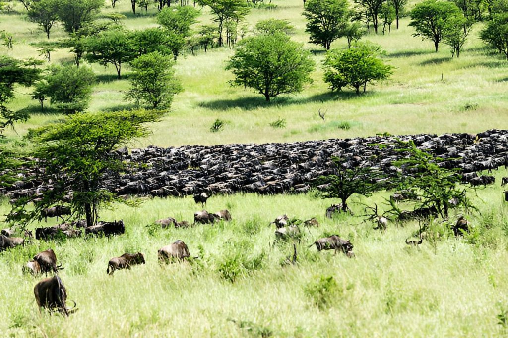 Wildebeest Migration in April