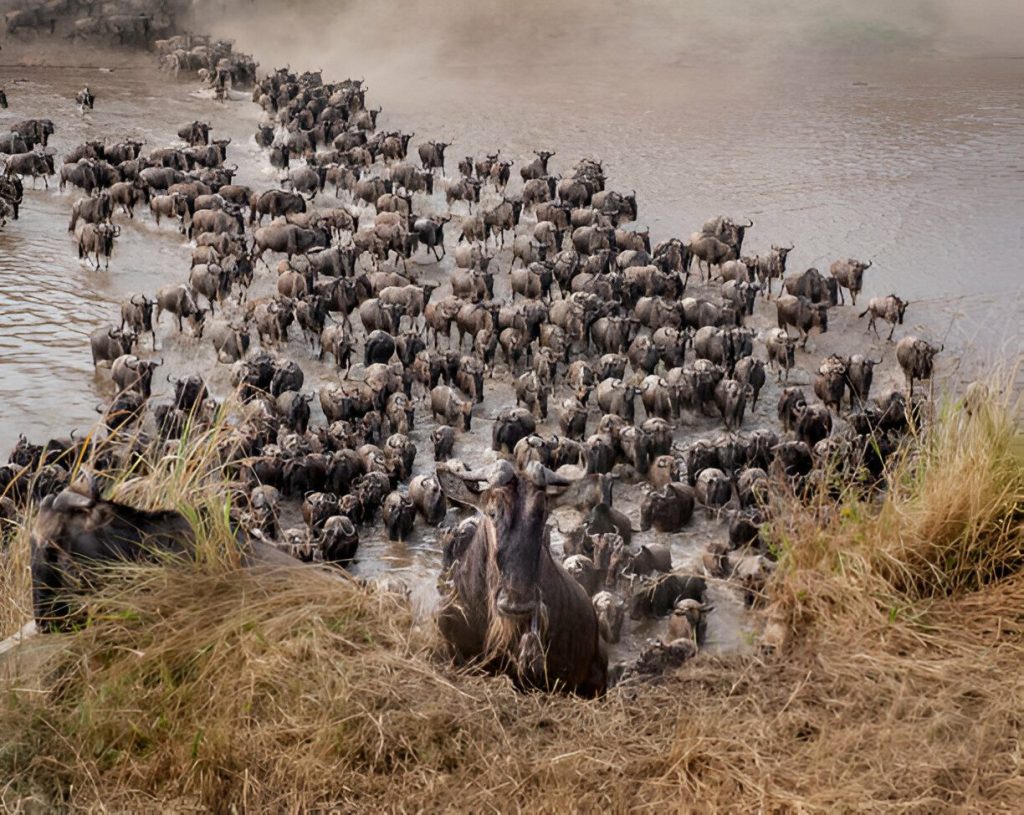 Wildebeest Migrations in September
