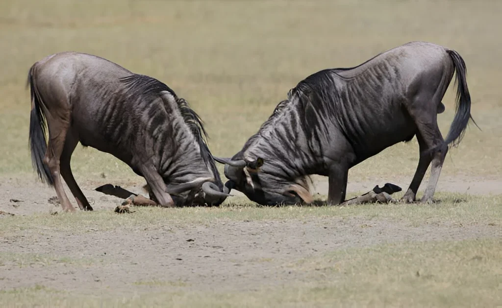 Wildebeest Migration in June