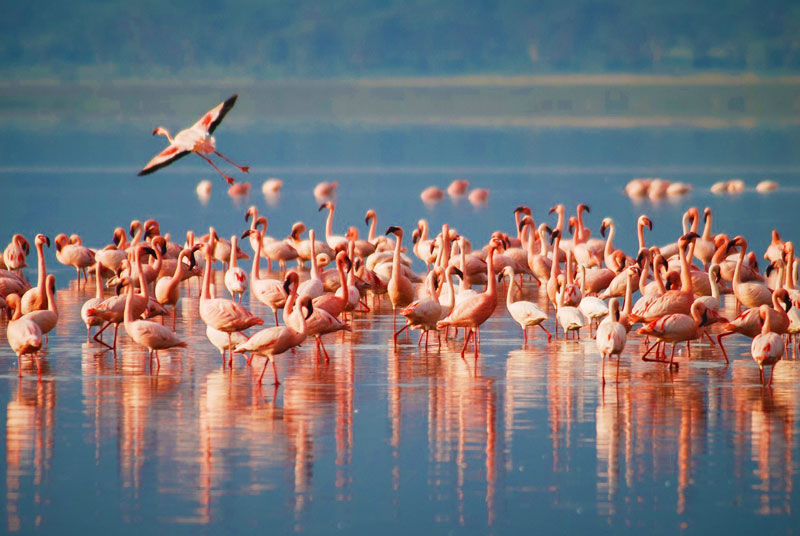 Flamingo Birds on Lake Manyara